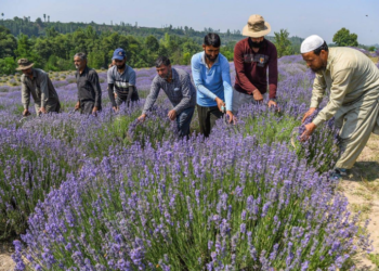 Heat waves in Kashmir